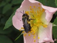 Wildrose